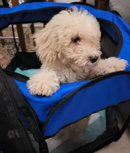 سگ پودل استاندارد شیش ماهه نر|سگ|پاکدشت, پاکدشت (مامازند)|دیوار