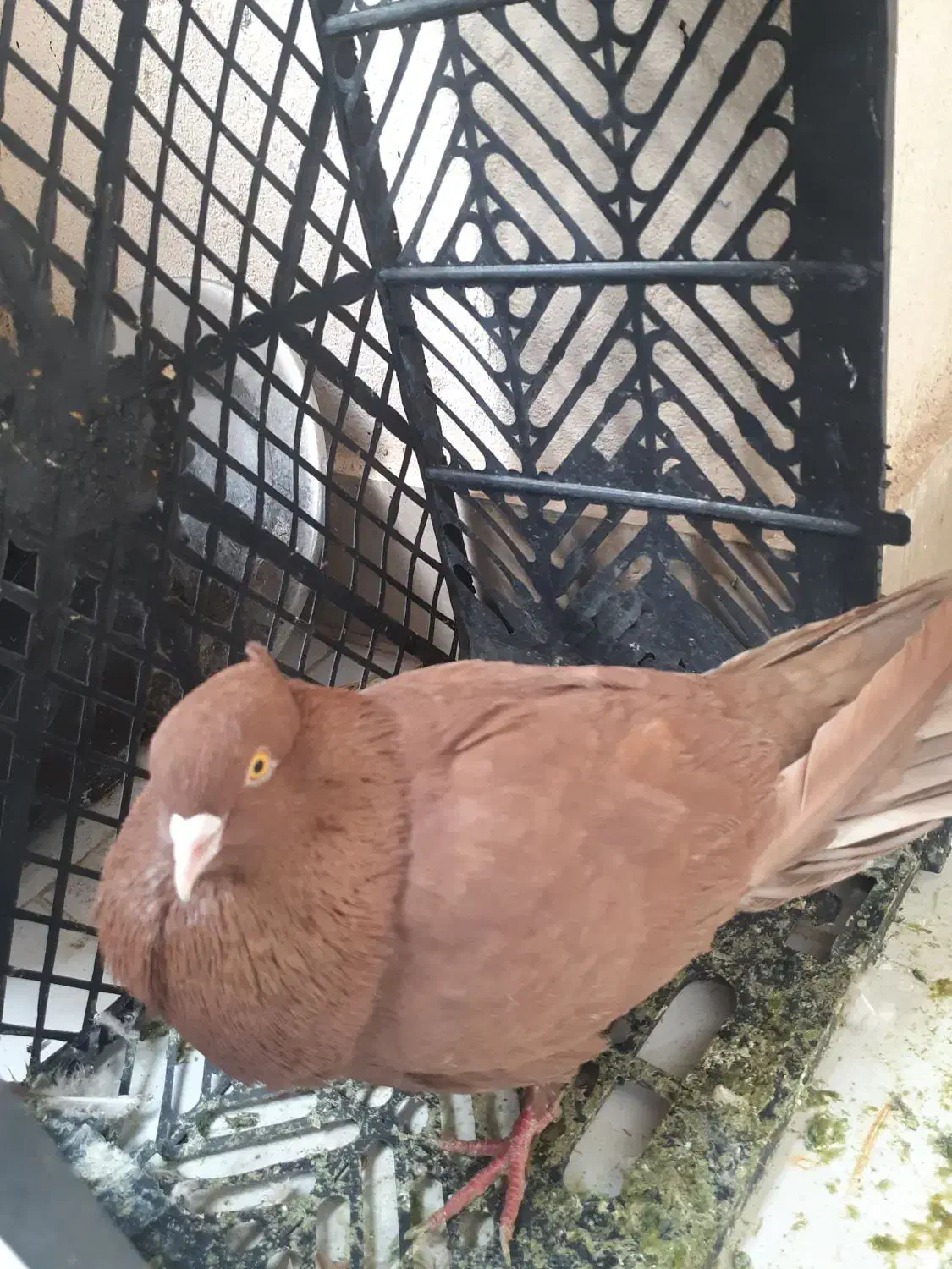 کبوتر،کفتر|پرنده|شهریار, یوسف آباد صیرفی|دیوار