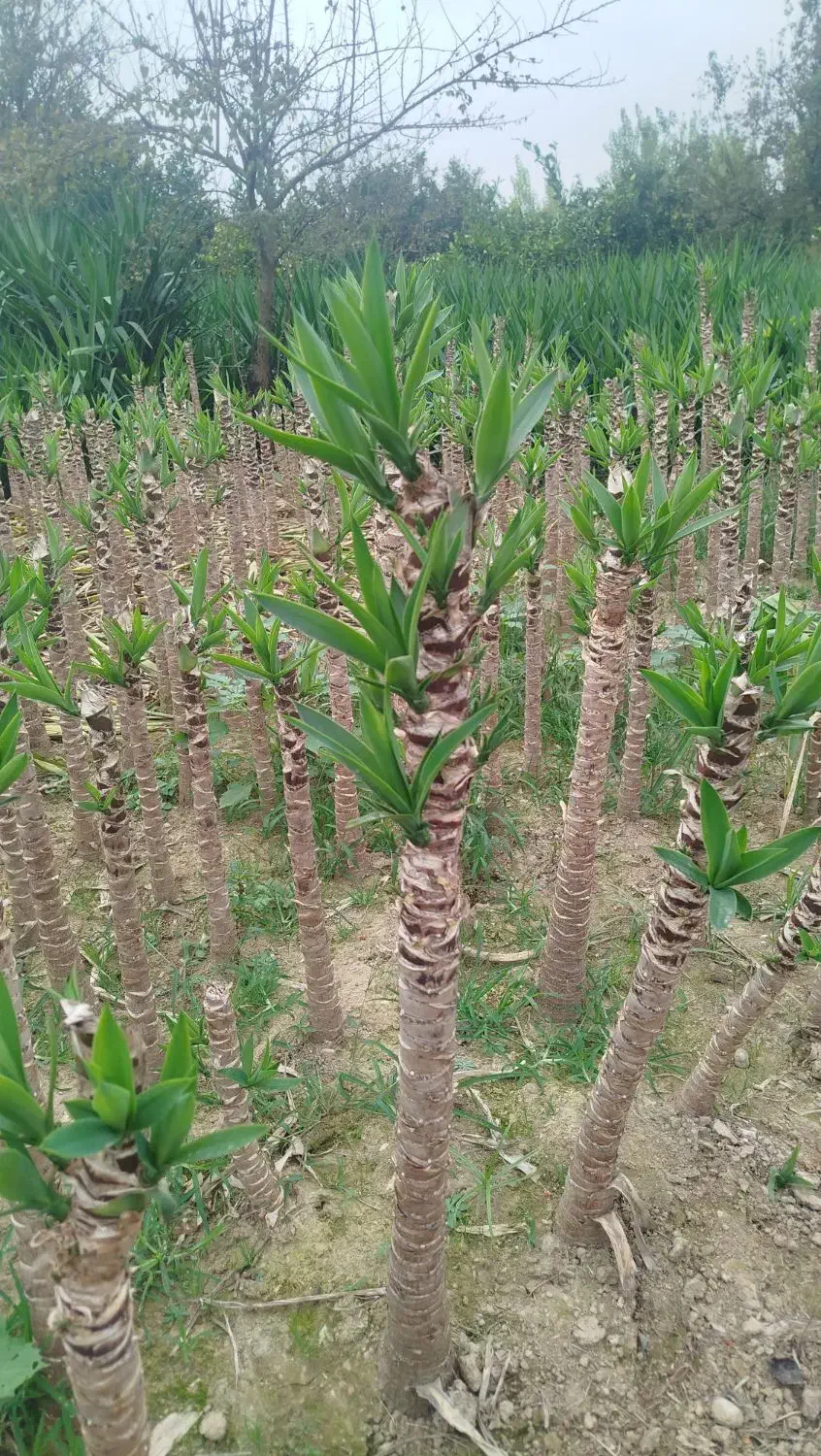 یوکا پایدار|گل و گیاه طبیعی|بابل, |دیوار