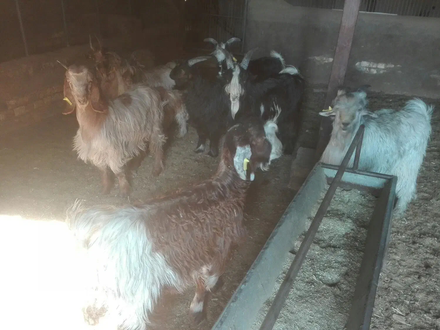 8راس بزغاله بومینه|حیوانات مزرعه|نجفآباد, شریعتی غربی|دیوار