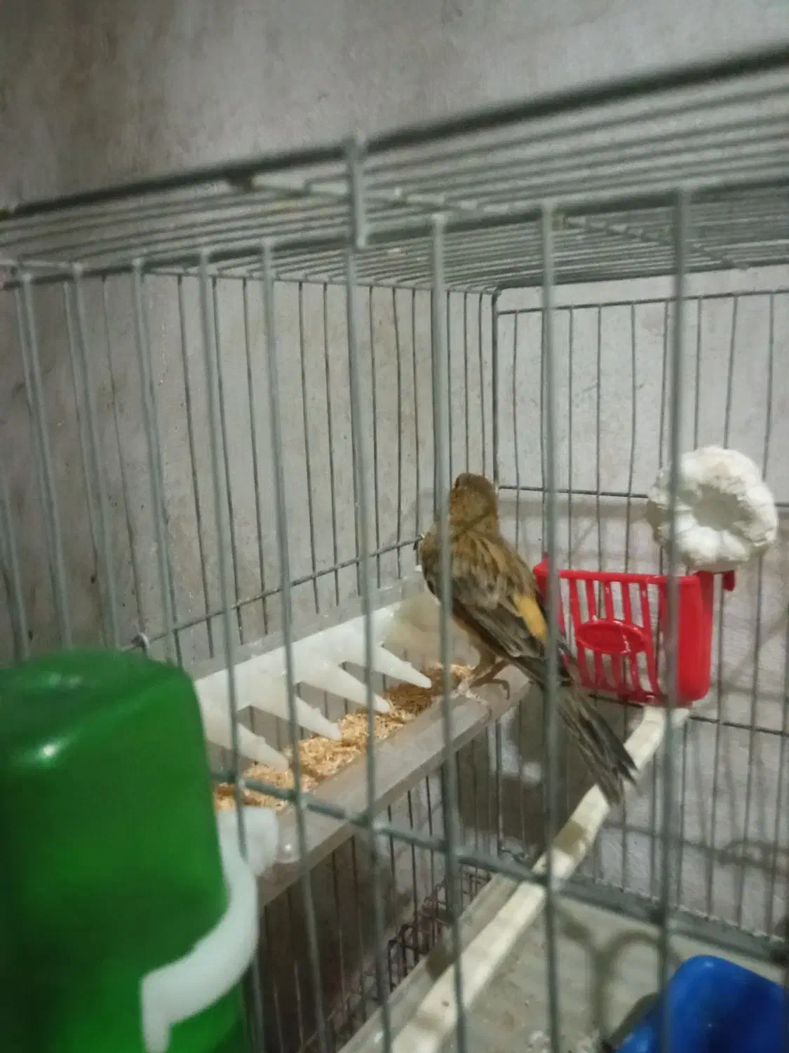 قناری|پرنده|کرمانشاه, |دیوار