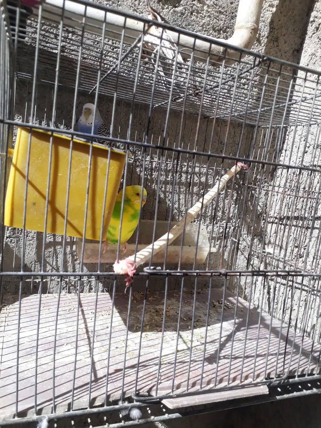 سلام دوعددمرغ عشق|پرنده|کرمانشاه, |دیوار