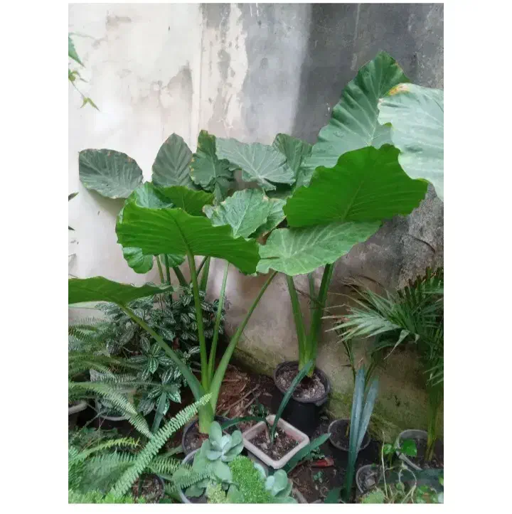 به گلخانه کوچک ما خوش امدین|گل و گیاه طبیعی|رشت, کوی امام رضا|دیوار