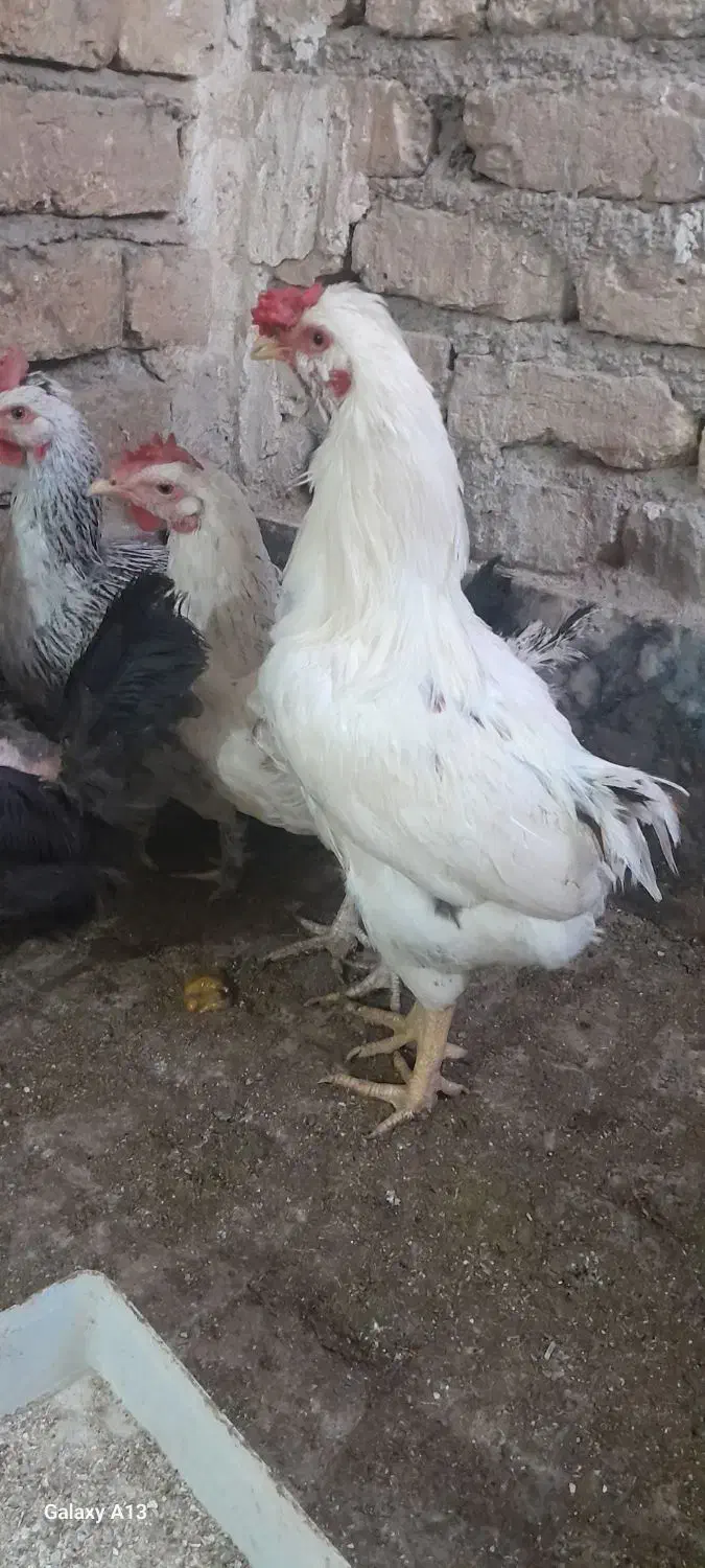 خروس گلین|حیوانات مزرعه|کهک, |دیوار