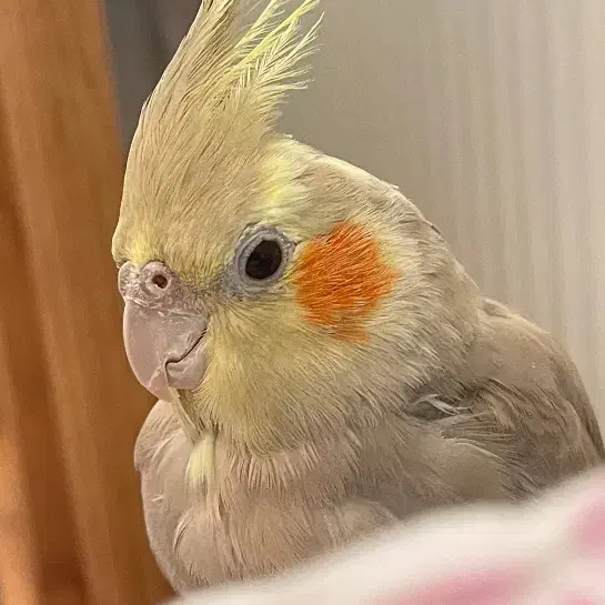 گم شده|حیوانات|اردبیل, |دیوار