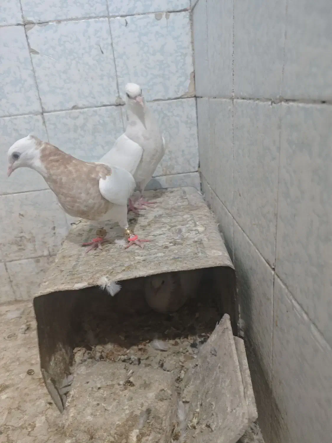 طوقی کاکل عطیقه|پرنده|زاهدان, |دیوار