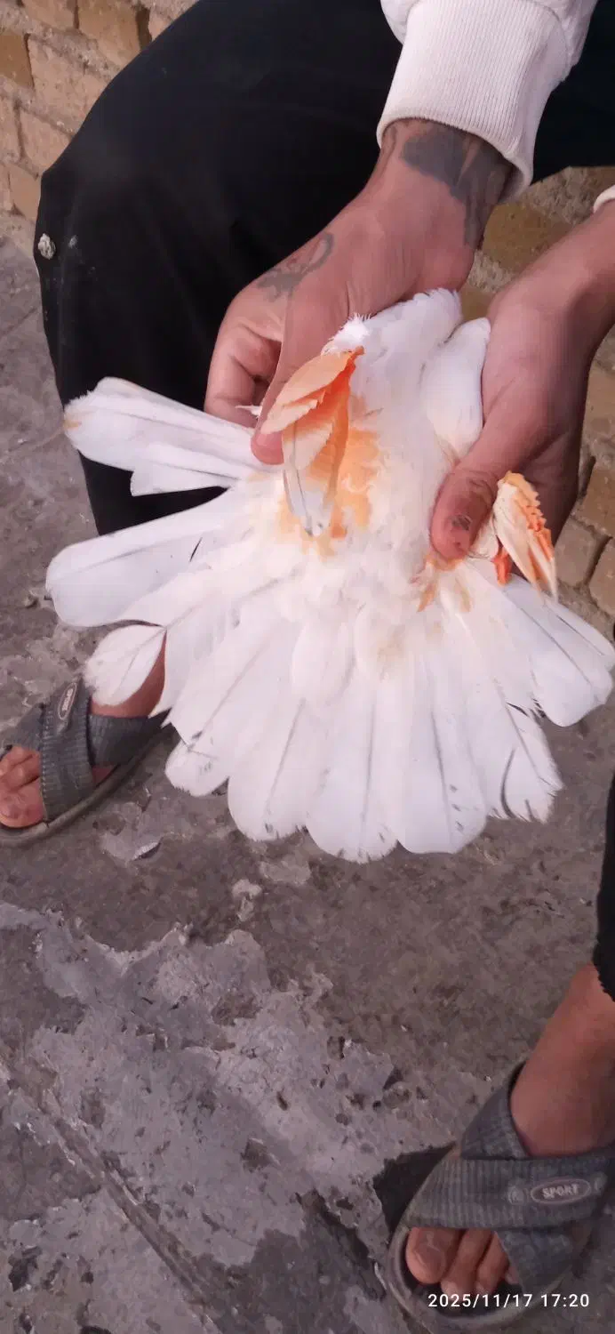 کبوتر|پرنده|بروجرد, |دیوار