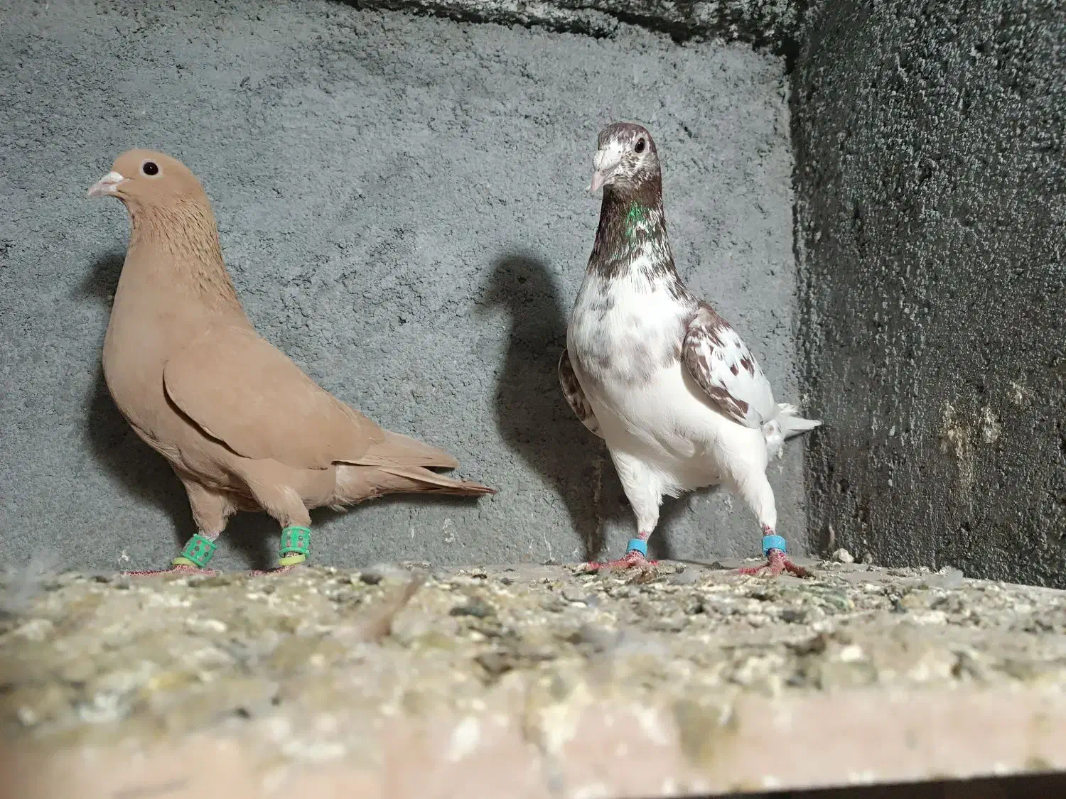 کبوتر|پرنده|تربتحیدریه, پائین ولایت|دیوار