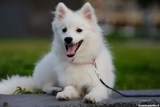 سگ پیدا شده|حیوانات|هشتگرد, شهرک ریحانه|دیوار