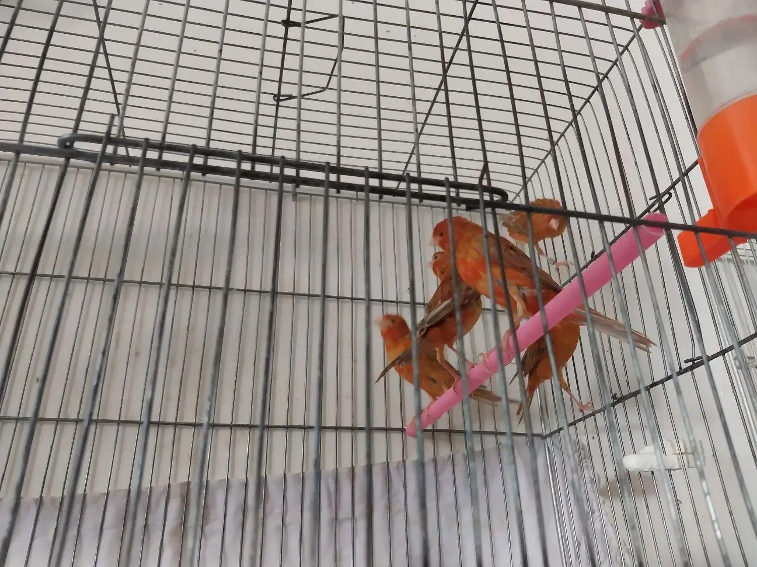 قناری،دارچینی،سرخ.    ردفکتور سرخ کمرنگ  سهره رسمی|پرنده|شاهین‌شهر, شهرک ردانی پور|دیوار