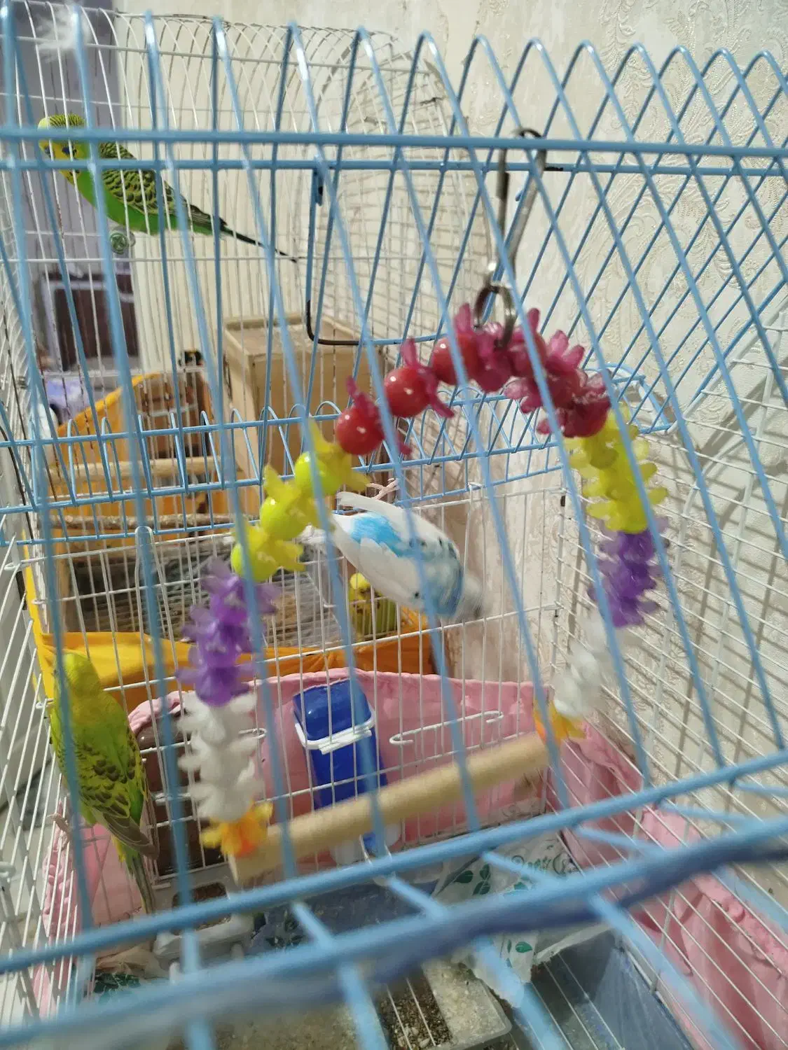 پرنده مرغ عشق|پرنده|چهاردانگه (تهران), |دیوار