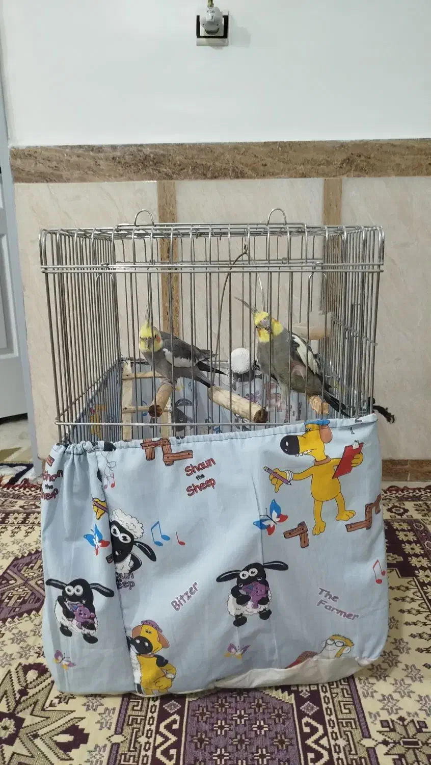 عروس هلندی نر و ماده با قفس|پرنده|شهریار, شهرک امیریه|دیوار