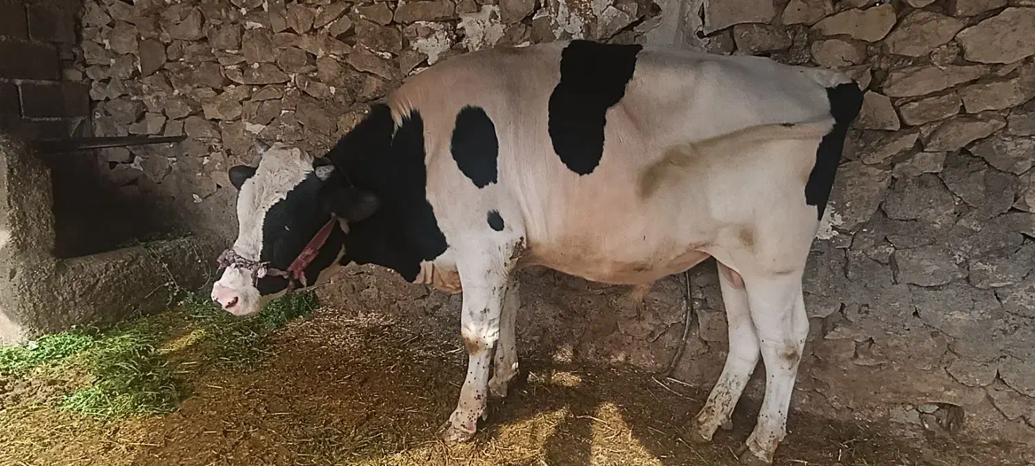 گاو|حیوانات مزرعه|رستم, |دیوار