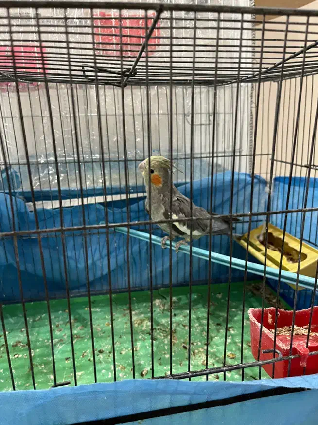 جوجه عروس هلندی|پرنده|کاشان, طالقانی|دیوار