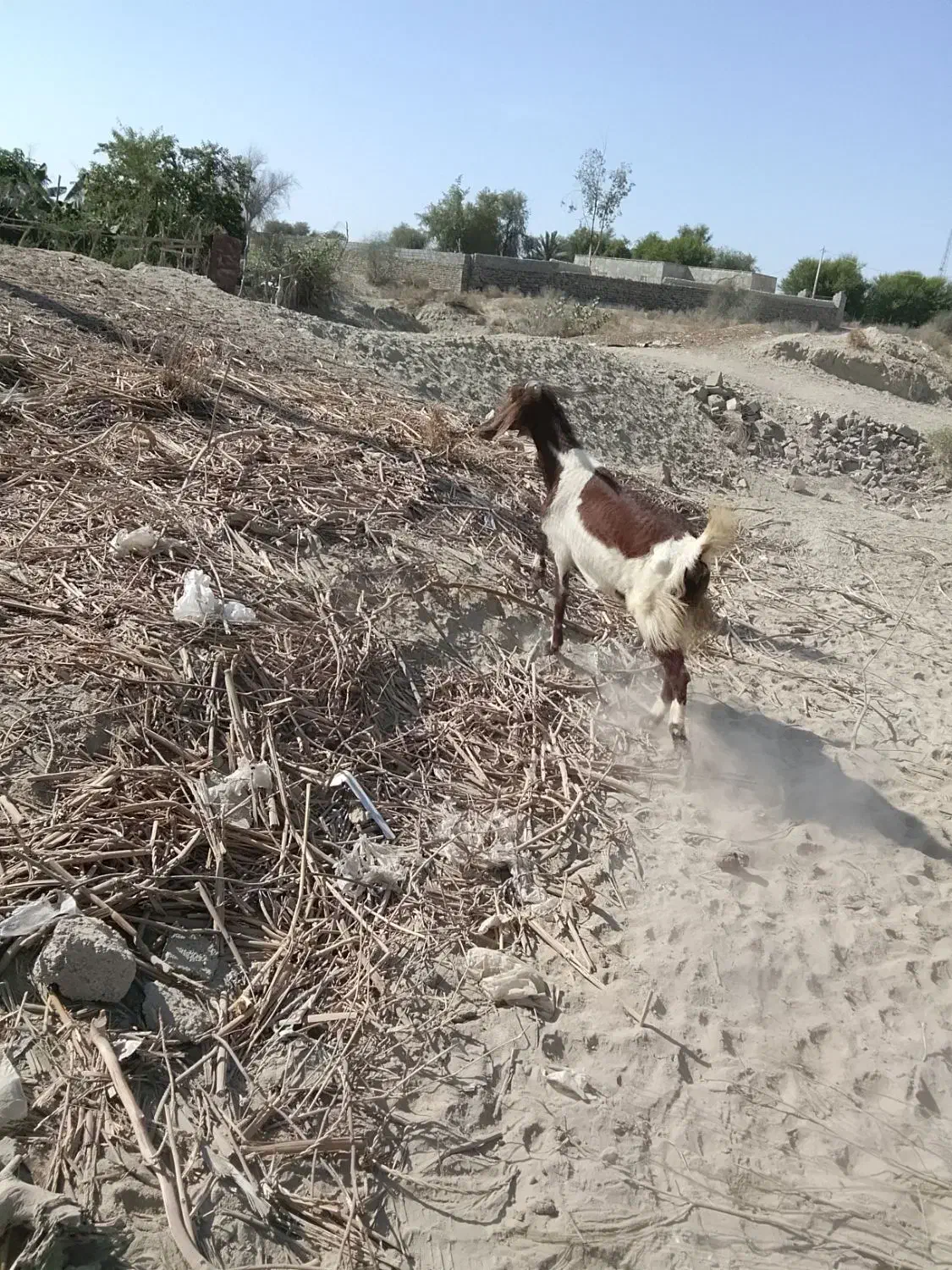 بزسه قلوچهارقلوزا نسل دار|حیوانات مزرعه|تلنگ, |دیوار