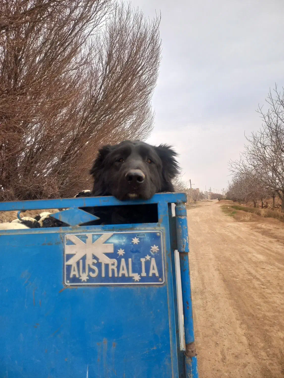 سگ قدیرجونی اصل|سگ|قزوین, |دیوار