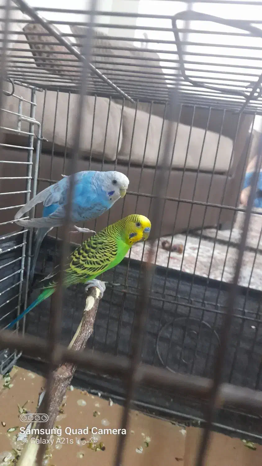 مرغ عشق|پرنده|ری, جوانمرد قصاب|دیوار