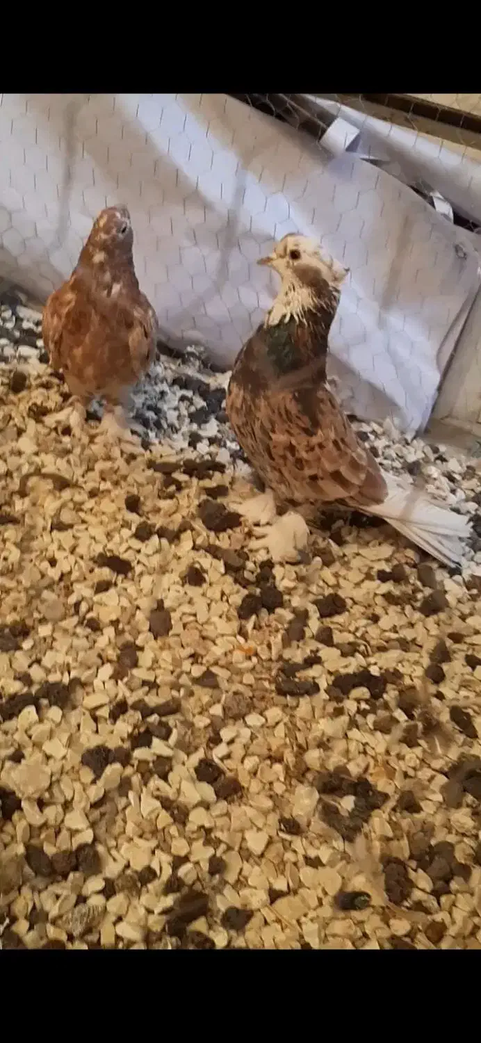 دوتا کفتر هما و سرور دونه ای|پرنده|ری, ولی آباد|دیوار