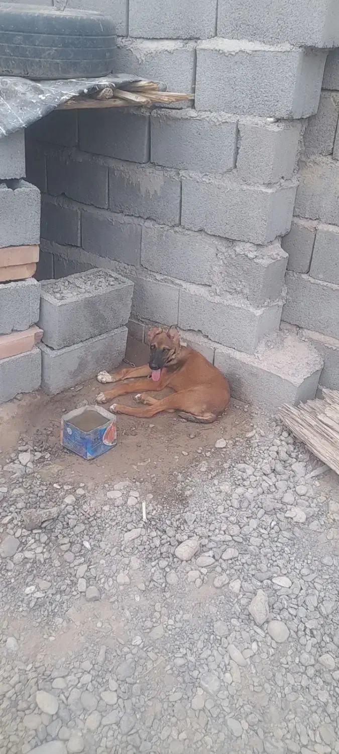 توله سگـ سرابی|سگ|ایرانشهر, |دیوار