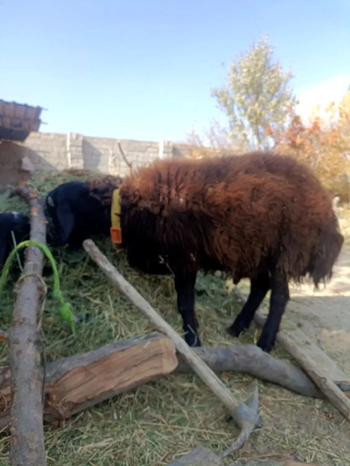 بره قوچ هترو|حیوانات مزرعه|هشتگرد, فشند|دیوار