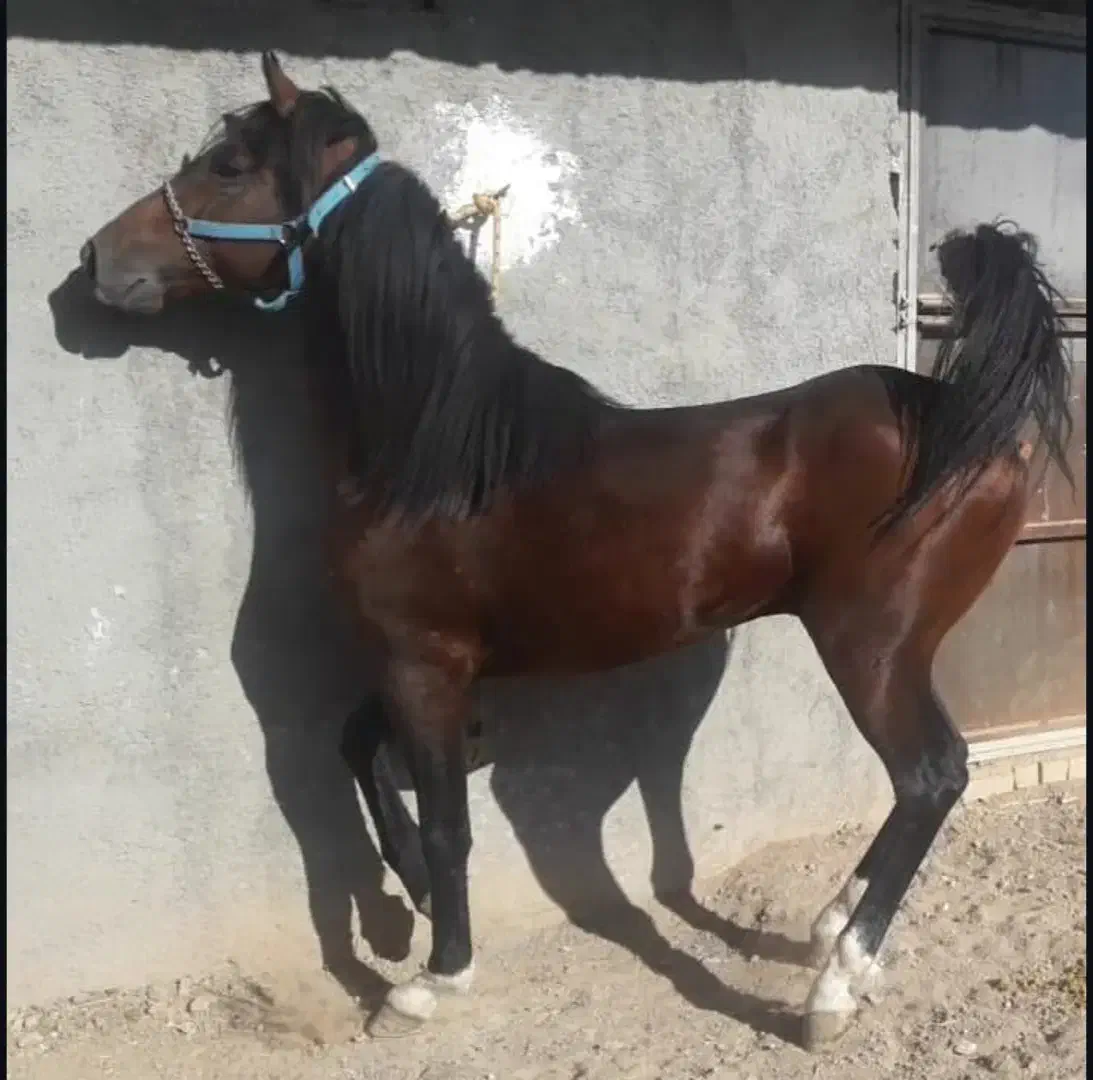 فروش اسب شمشاد|اسب و تجهیزات اسب‌سواری|فلاورجان, |دیوار