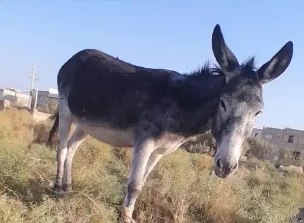 فروش الاغ|حیوانات مزرعه|فسا, |دیوار