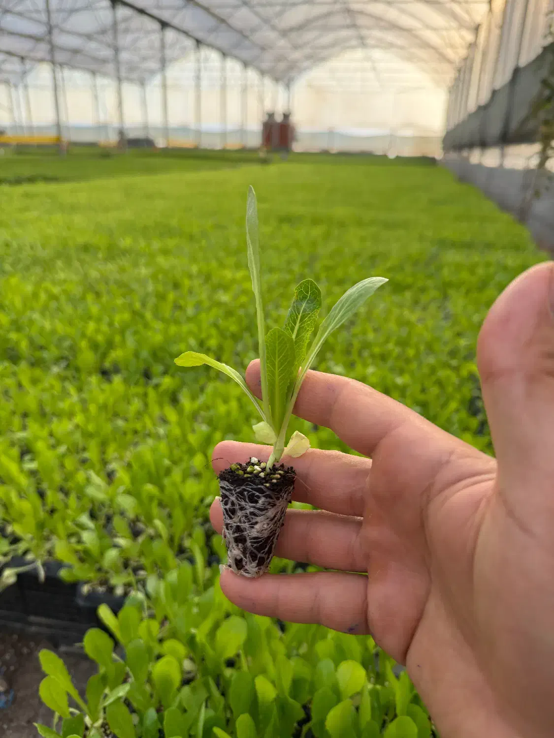 نشا کاهو|خدمات باغبانی و درختکاری|مرودشت, تامین اجتماعی|دیوار