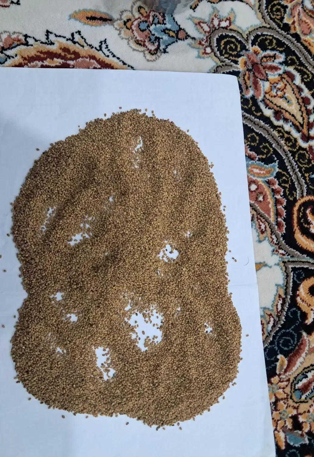 انواع بذر یونجه پایه بلند|خدمات باغبانی و درختکاری|خرمآباد, |دیوار