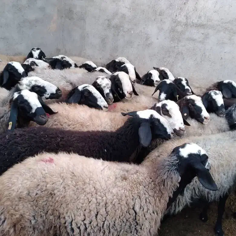 دام با کیفیت و گله داشتی|حیوانات مزرعه|زرند, |دیوار