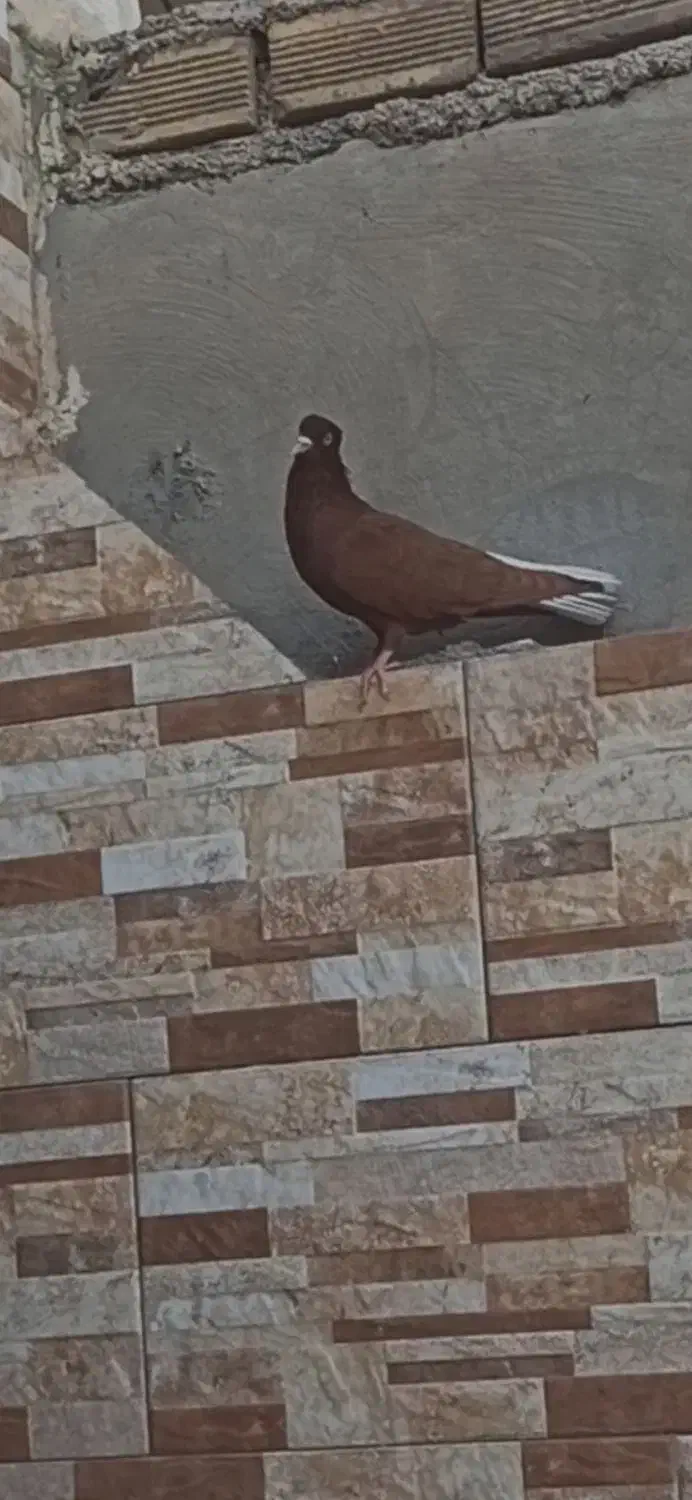 کبوتر دمی|پرنده|دوگنبدان, |دیوار