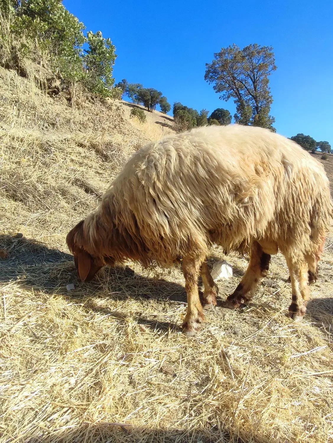 شک دو شیر درجه یک|حیوانات مزرعه|جوانرود, |دیوار