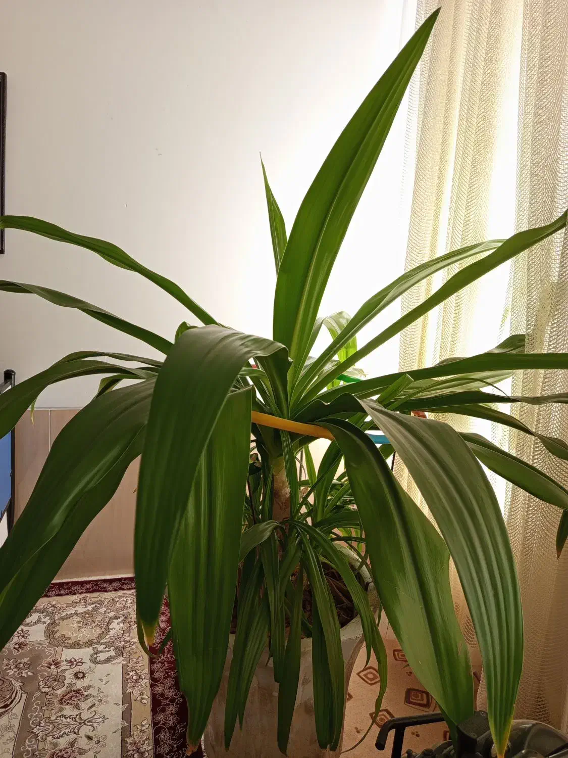 گل ذرتی|گل و گیاه طبیعی|فسا, |دیوار