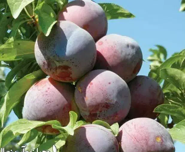 پیش فروش نهال الو شابلون دوساله|خدمات باغبانی و درختکاری|اسیر, |دیوار