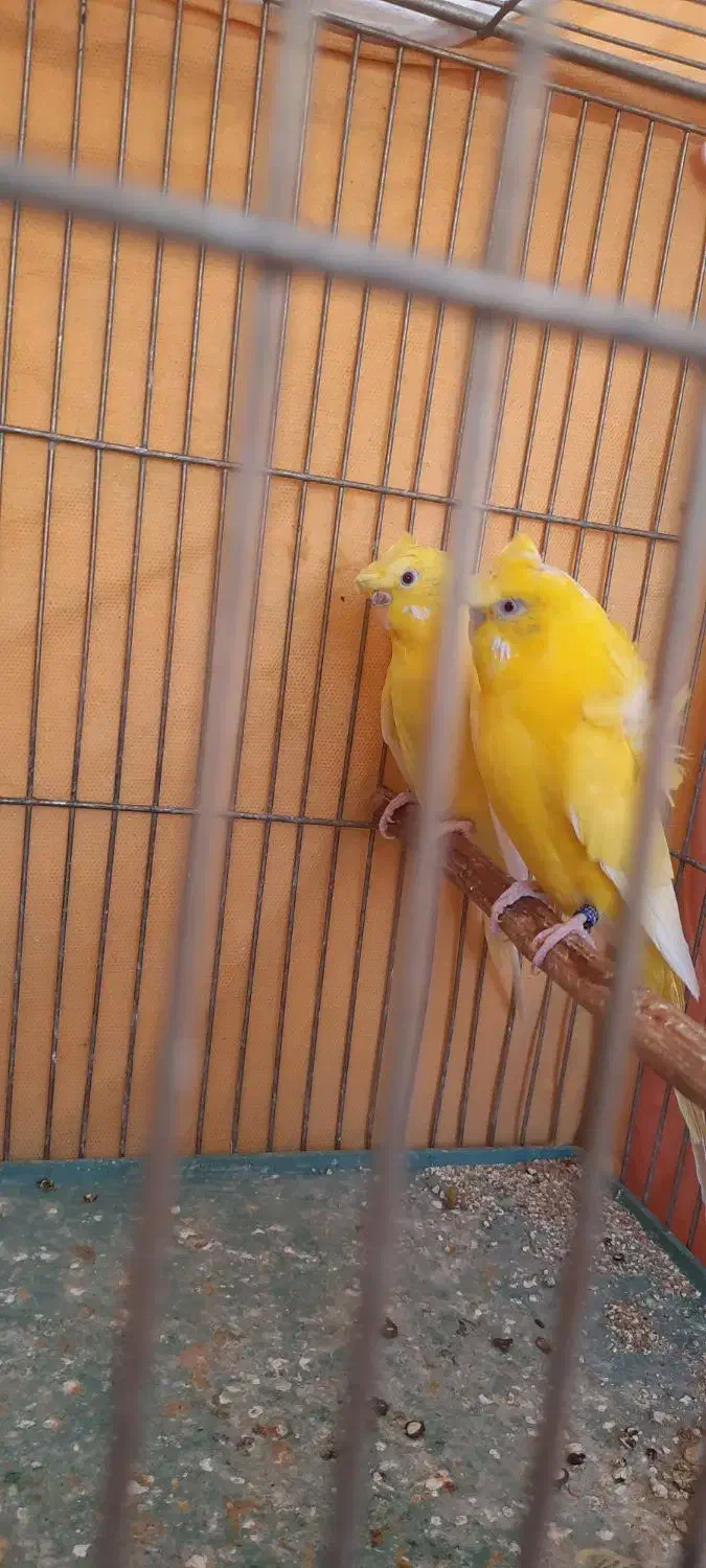 مرغ عشق|پرنده|فولادشهر, مسکن مهر فولادشهر|دیوار