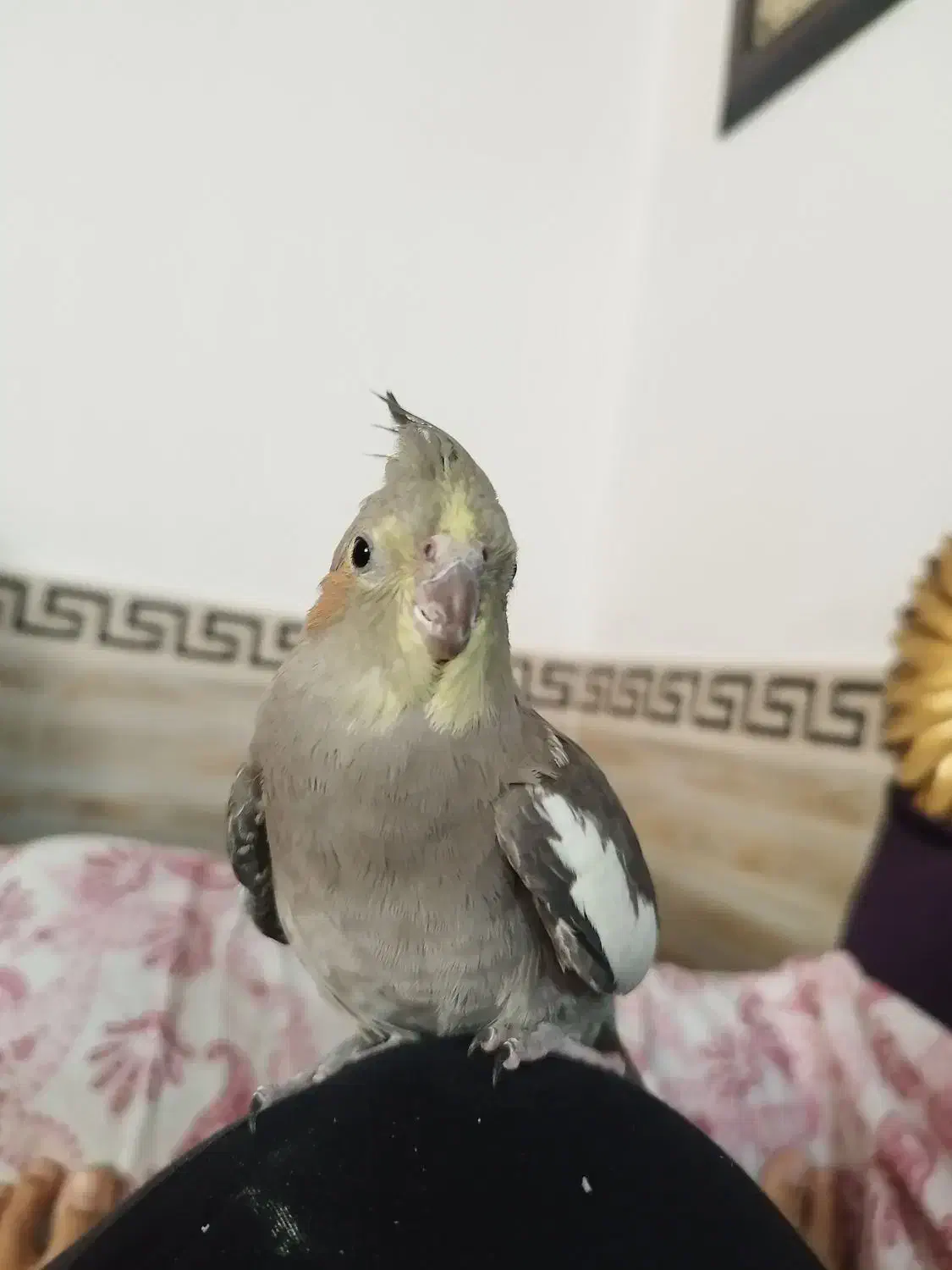 عروس هلندی دستی|پرنده|هشتگرد, شهرک راه آهن|دیوار