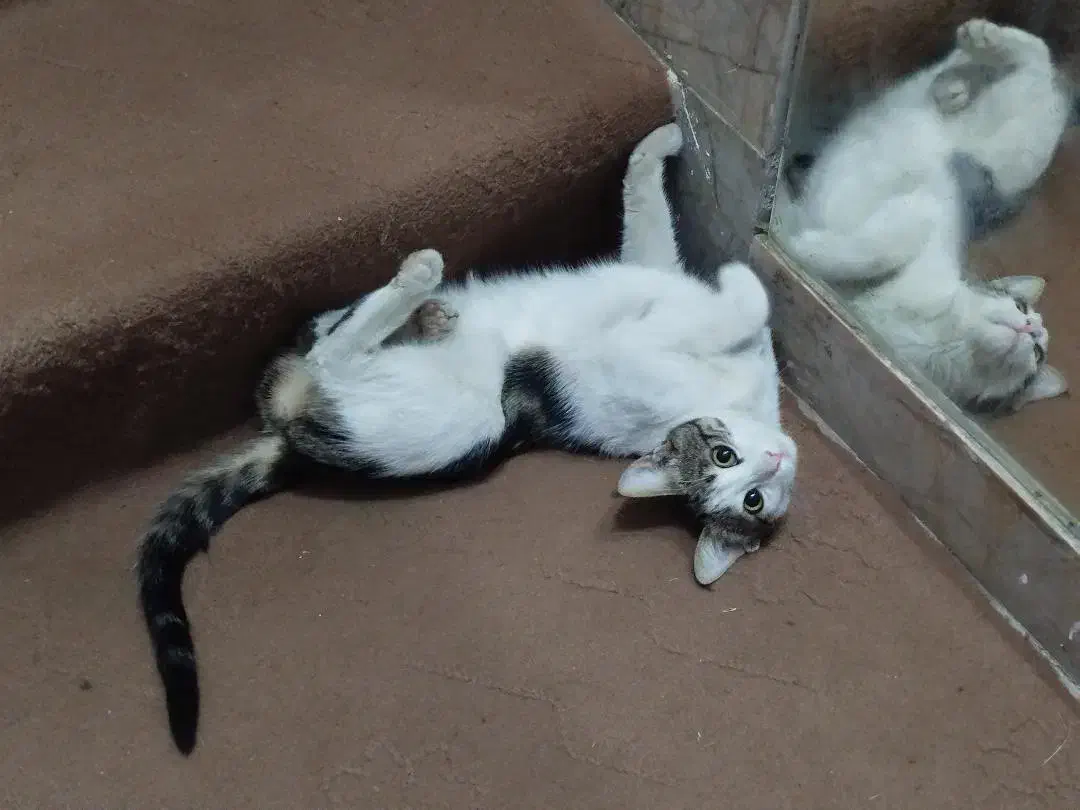 واگذاری گربه|گربه|مشهد, انقلاب|دیوار