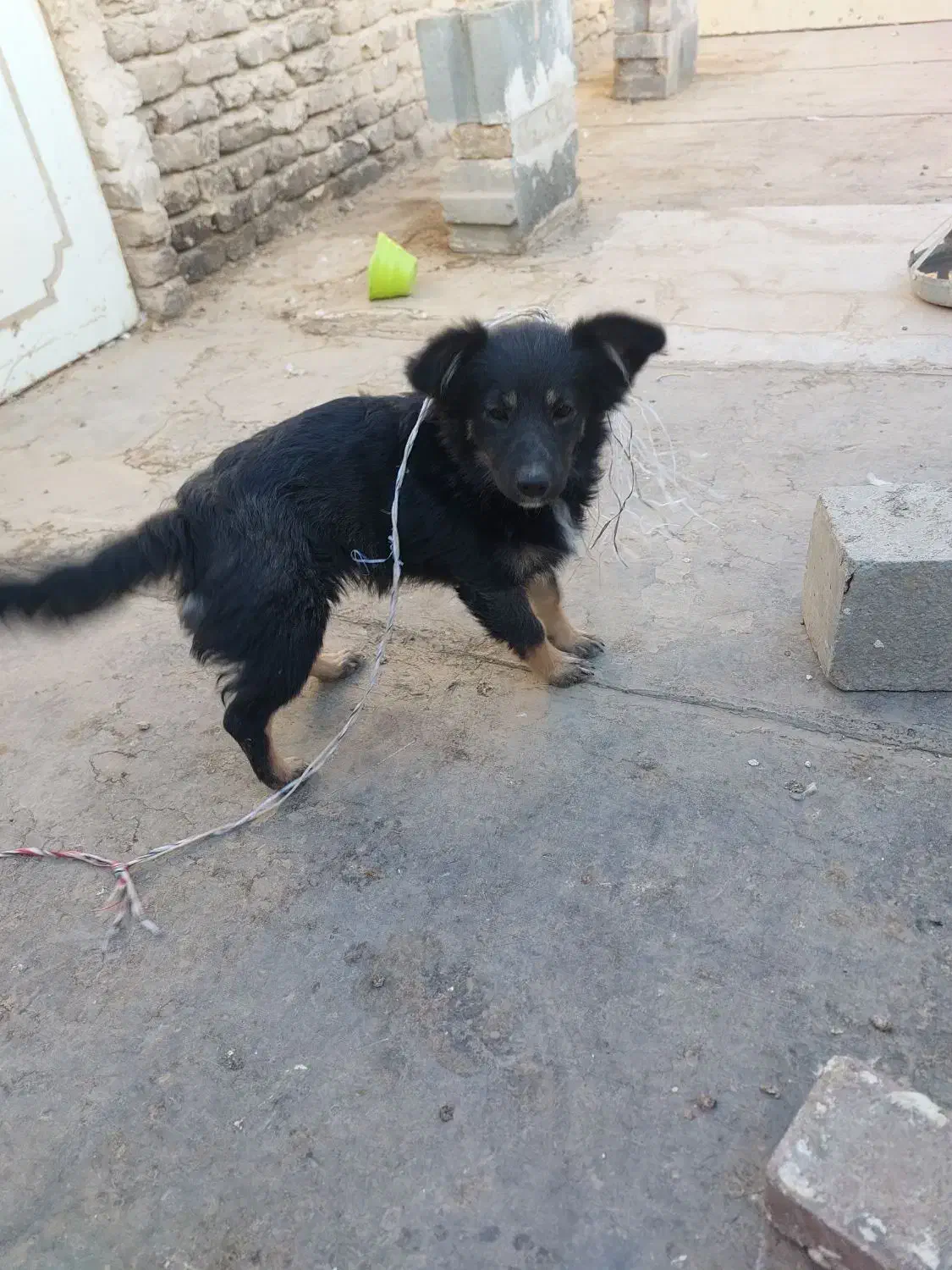 سگ پا کوتاه|سگ|مشهد, تبادکان|دیوار