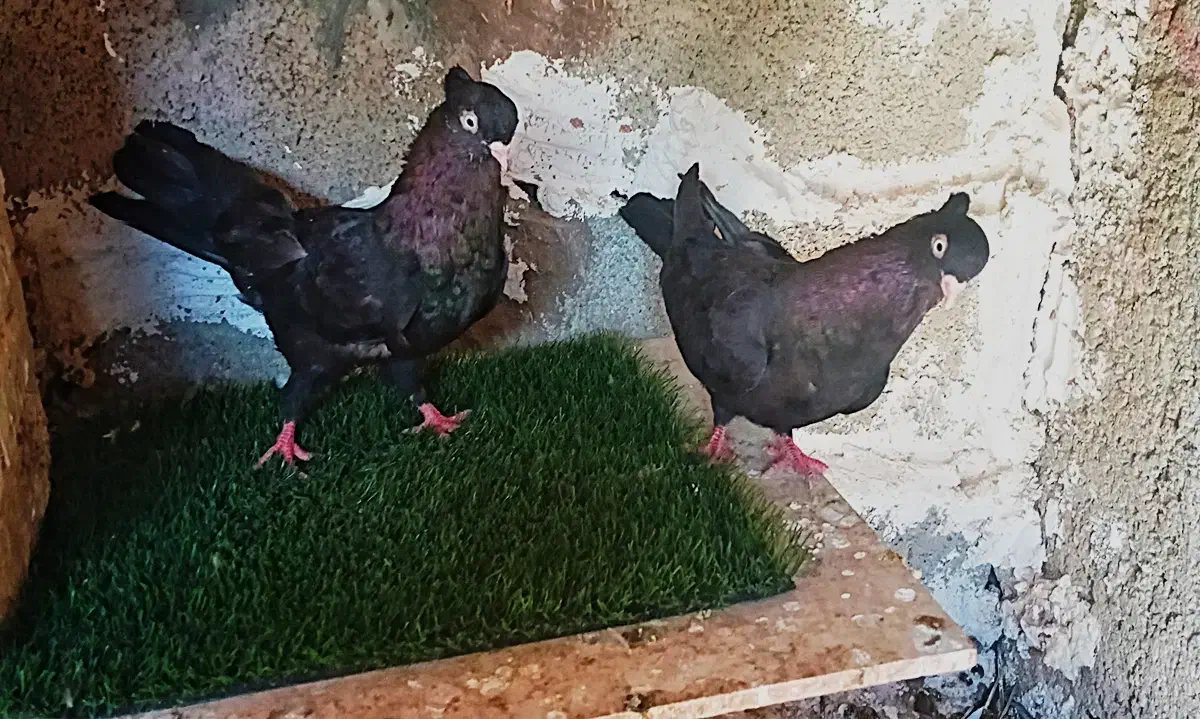 کبوتر زآغ ابادانی اصل|پرنده|دوگنبدان, |دیوار