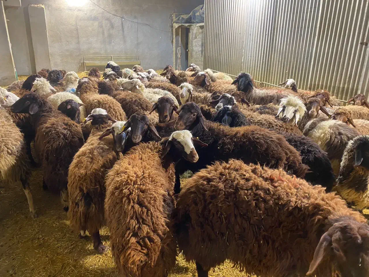 فروش بره افشار درجه یک|حیوانات مزرعه|اصفهان, جلوان|دیوار