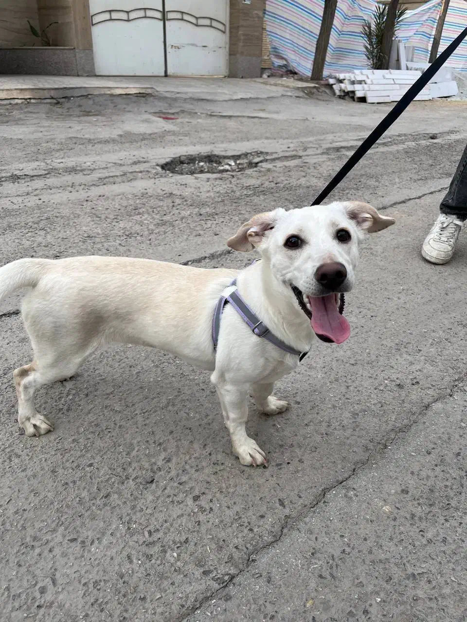 واگذاری سگ نژاد میکس اشپیتز جک راسل|سگ|کرمان, |دیوار