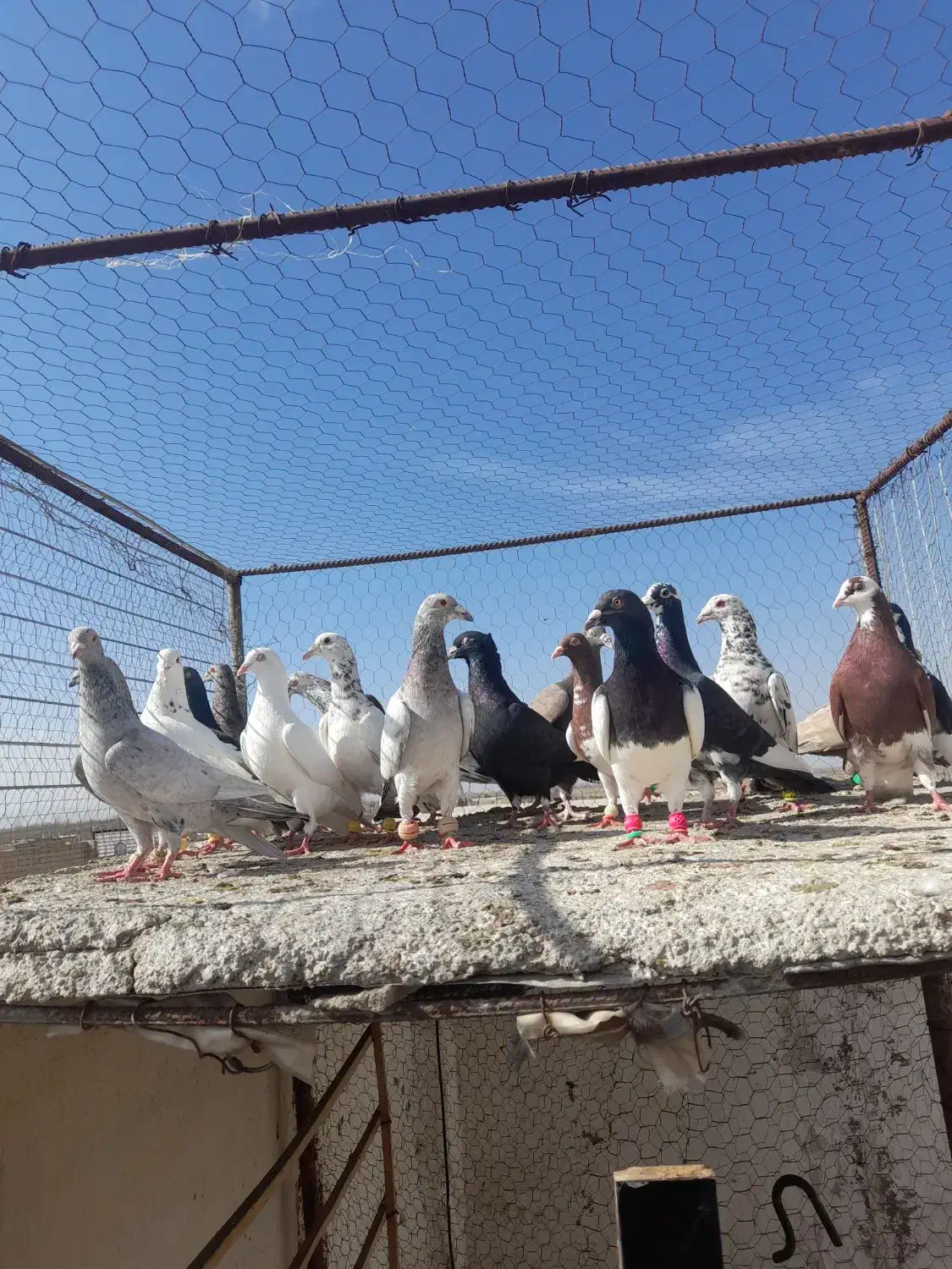 22عدد کفتر|پرنده|قزوین, |دیوار