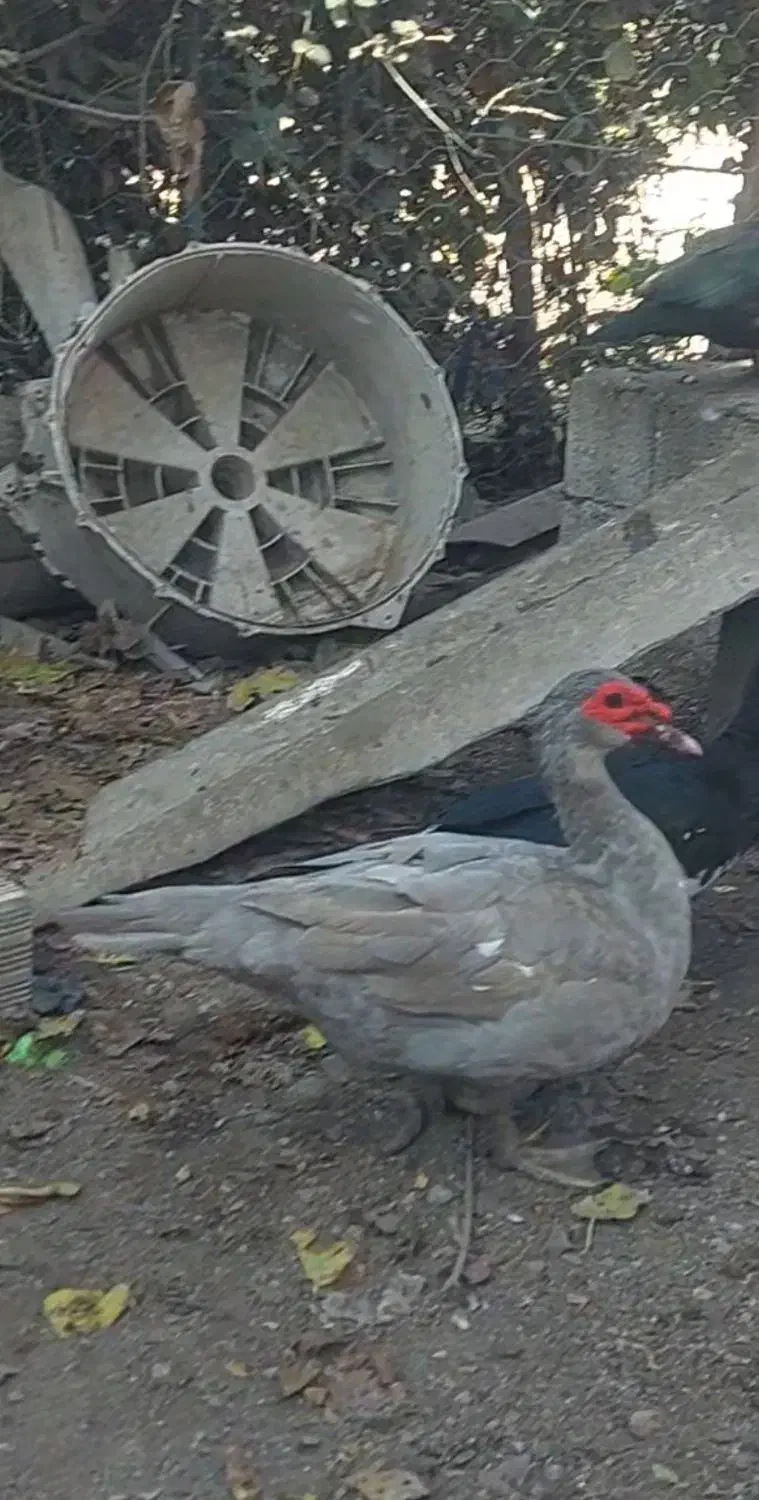 اردک نر طوسی اسرائیل|حیوانات مزرعه|پارس‌آباد, |دیوار