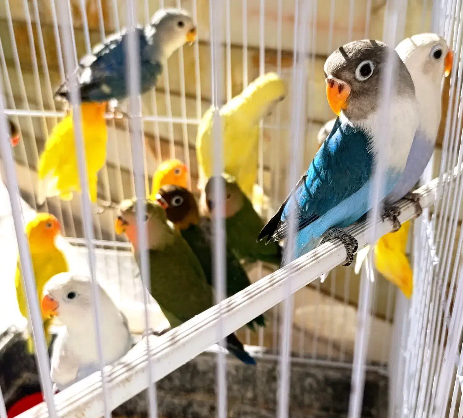 طوطی کوتوله برزیلی جوجه نرمه خور و سرلاکی و مولد|پرنده|نجف‌آباد, شریعتی|دیوار