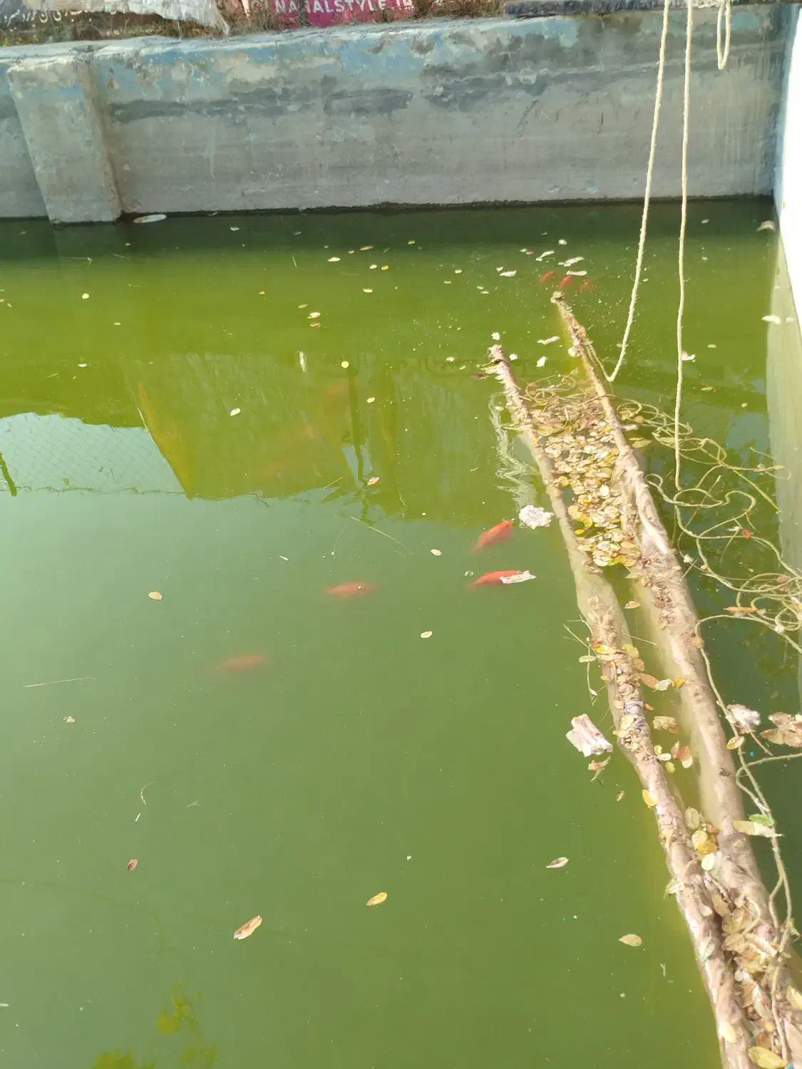 اوکازیون فروش ماهی قرمز مولد به تعدادی محدود|ماهی|گلبهار, بیزکی|دیوار