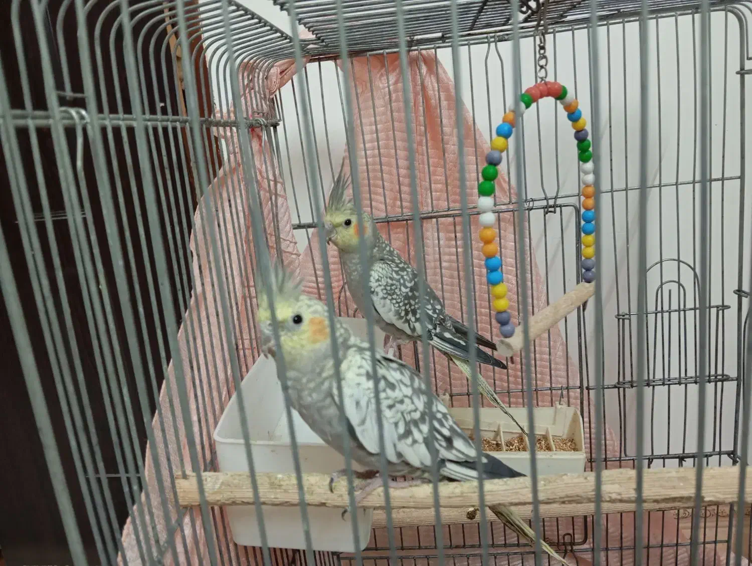 عروس هلندی|پرنده|الوند, |دیوار