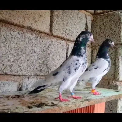 کبوترپاکستانی|پرنده|تهران, راه آهن|دیوار