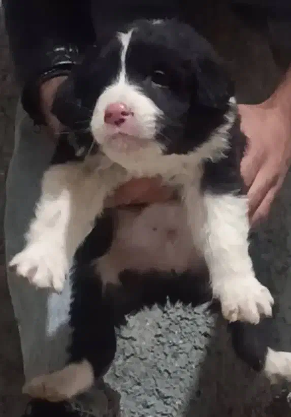 توله سگ قدرجونی|سگ|رفسنجان, |دیوار