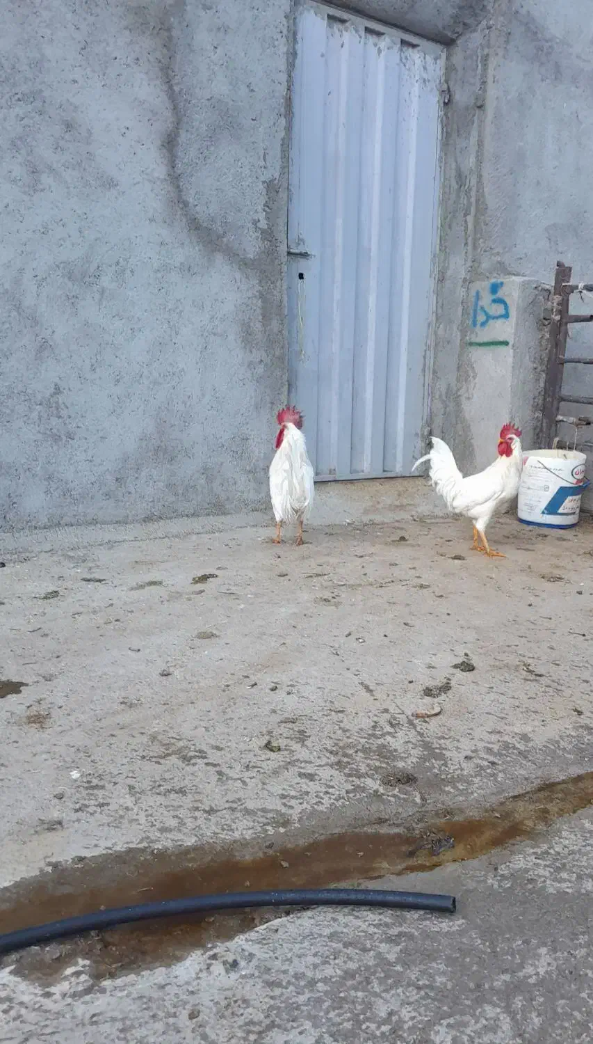 سالم خروس|حیوانات مزرعه|سیلاخور, |دیوار