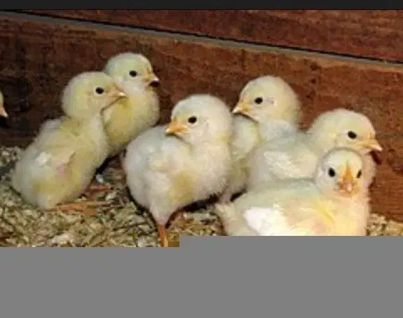 جوجه گوشتی ۱۵ تومان|حیوانات مزرعه|قم, شهرک مهدیه (مدرس)|دیوار