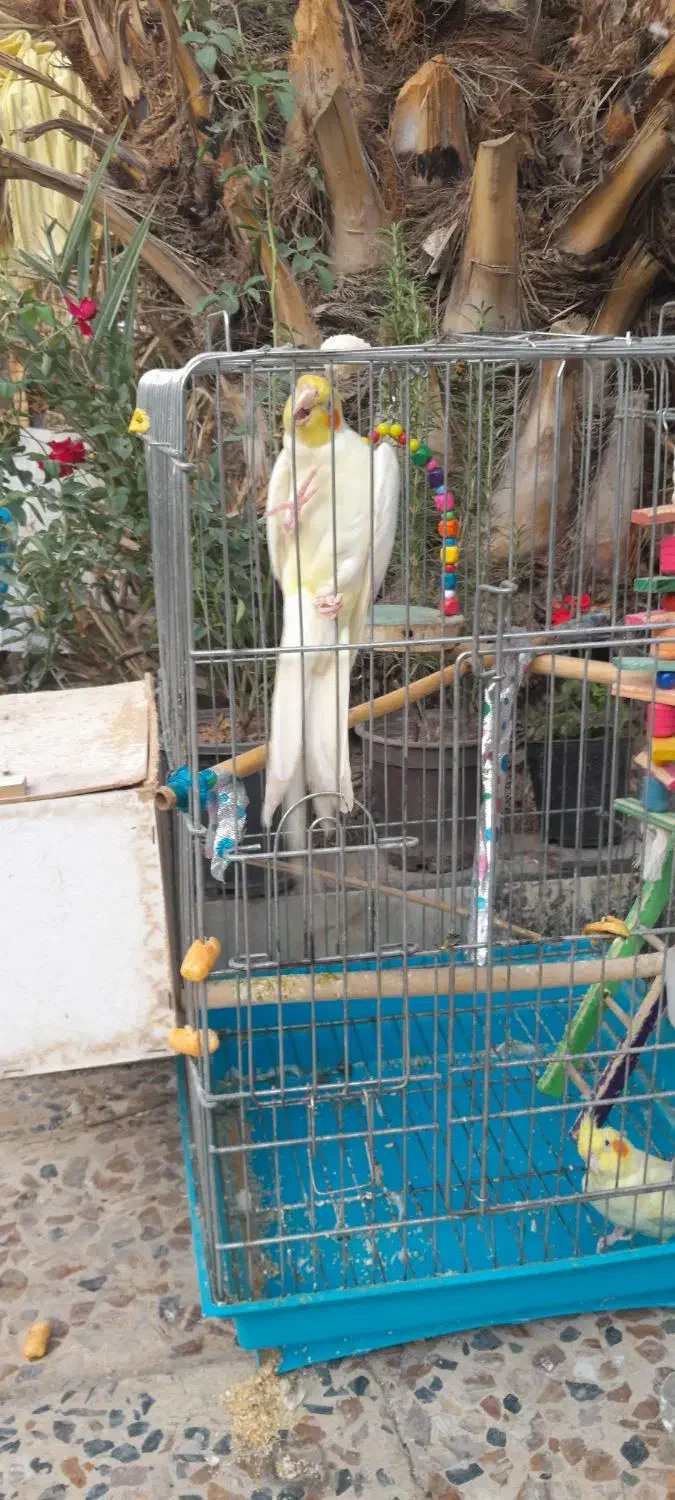 جفت عروس پاریس|پرنده|کارون, |دیوار